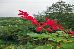 Salvia coccinea